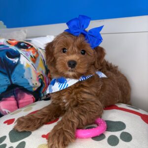 Ballerina Goldendoodle 01 Ballerina Goldendoodle 01