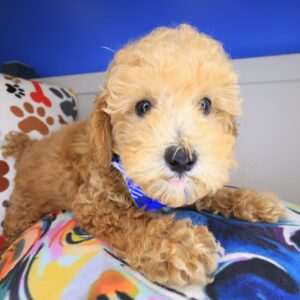 Barney Poodle 01 Barney Poodle 01