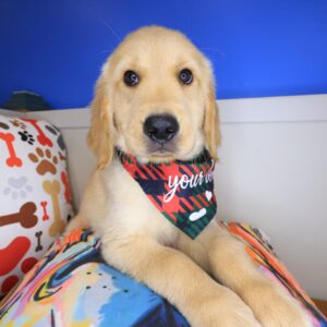 Bashful Golden Retriever 01 Bashful Golden Retriever 01