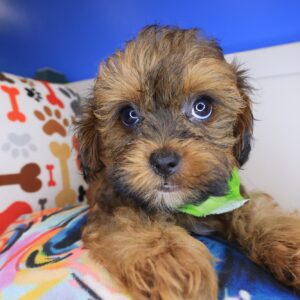 Beignet Shih Tzu 01 Beignet Shih Tzu 01