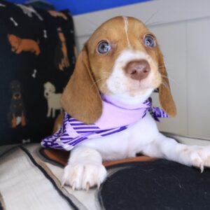 Belle Dachshund 01 Belle Dachshund 01