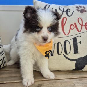 Benny Pomsky 01 Benny Pomsky 01