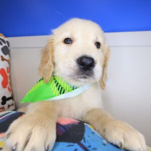 Bernard Golden Retriever 01 Bernard Golden Retriever 01