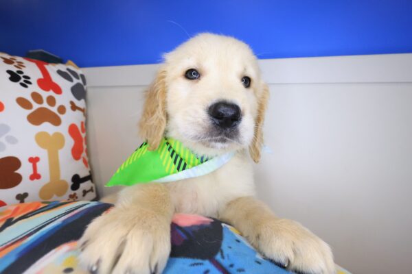 Bernard Golden Retriever 01
