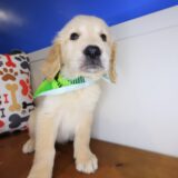 Bernard Golden Retriever 02