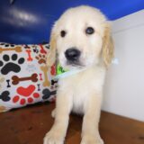 Bernard Golden Retriever 04