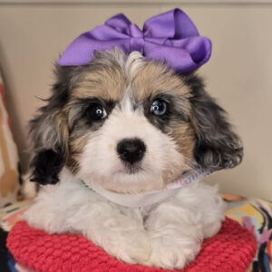 Binky Cavachon 01 Binky Cavachon 01