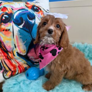 Birch Cavapoo 01 Birch Cavapoo 01