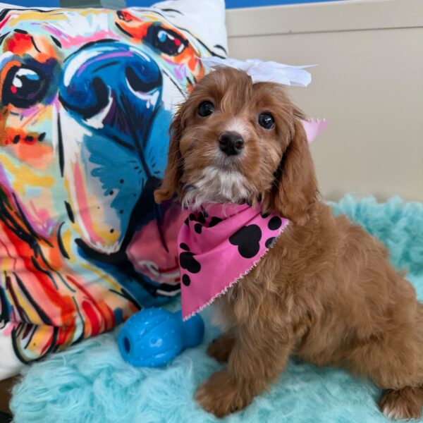 Birch Cavapoo 01