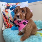 Birch Cavapoo 03