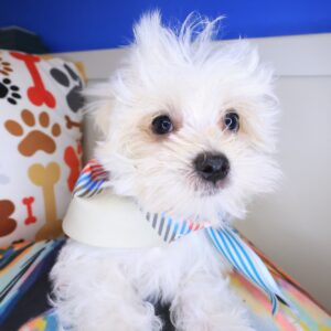 Birdie Morkie 01 Birdie Morkie 01