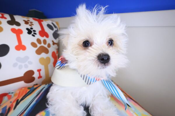 Birdie Morkie 01
