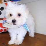 Birdie Morkie 02