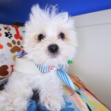 Birdie Morkie 03