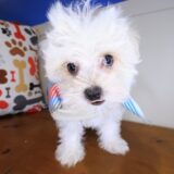 Birdie Morkie 04