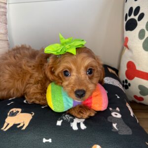 Bitsy Cavapoo 01