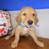 Blaze Golden Retriever 01