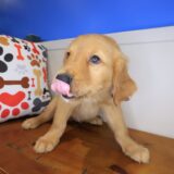Blaze Golden Retriever 02