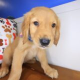 Blaze Golden Retriever 03