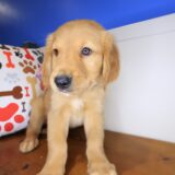 Blaze Golden Retriever 04