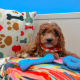 Bogart Cavapoo 01