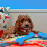 Bogart Cavapoo 02