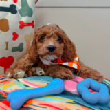 Bogart Cavapoo 03