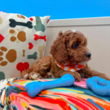 Bogart Cavapoo 04