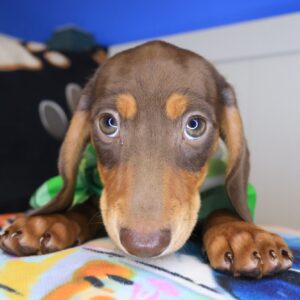 Brutus Dachshund 01 Brutus Dachshund 01
