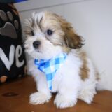 Brutus Teddy Bear 03