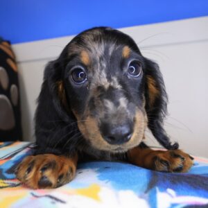Bubba Dachshund 01 Bubba Dachshund 01