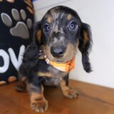 Bubba Dachshund 02