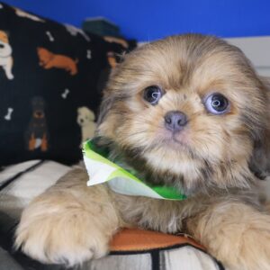 Bucky Shih Tzu 01 Bucky Shih Tzu 01