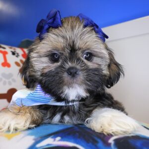 Bunny Shih Tzu 01 Bunny Shih Tzu 01