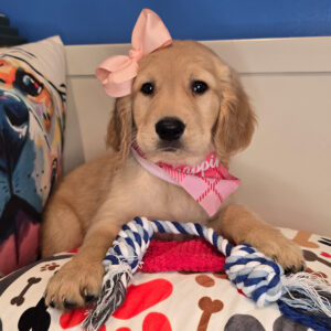 Candy Golden Retriever 01 Candy Golden Retriever 01