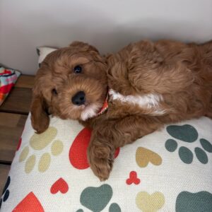 Carmella Goldendoodle 01 Carmella Goldendoodle 01