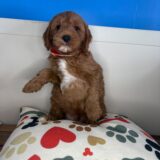 Carmella Goldendoodle 02
