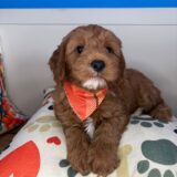 Carmella Goldendoodle 03