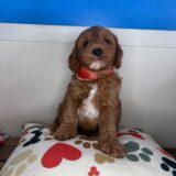 Carmella Goldendoodle 04