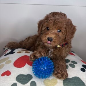 Chipotle Goldendoodle 01 Chipotle Goldendoodle 01
