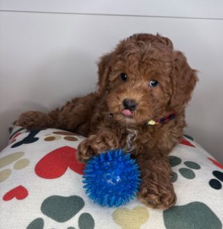 Chipotle Goldendoodle 01