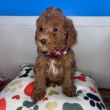 Chipotle Goldendoodle 02