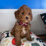 Chipotle Goldendoodle 03