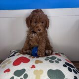 Chipotle Goldendoodle 04