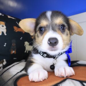 Chiquita Pembroke Welsh Corgi 01 Chiquita Pembroke Welsh Corgi 01