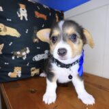 Chiquita Pembroke Welsh Corgi 02