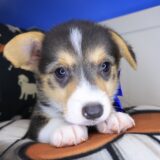 Chiquita Pembroke Welsh Corgi 03