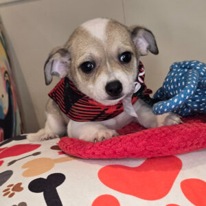 Chopper Chihuahua 01 Chopper Chihuahua 01