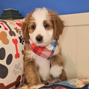 Clifford Bernedoodle 01 Clifford Bernedoodle 01