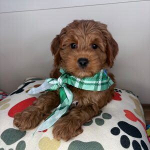Cody Goldendoodle 01 Cody Goldendoodle 01